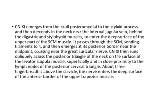 • CN XI emerges from the skull posteromedial to the styloid process
and then descends in the neck near the internal jugular vein, behind
the digastric and stylohyoid muscles, to enter the deep surface of the
upper part of the SCM muscle. It passes through the SCM, sending
filaments to it, and then emerges at its posterior border near the
midpoint, coursing near the great auricular nerve. CN XI then runs
obliquely across the posterior triangle of the neck on the surface of
the levator scapula muscle, superficially and in close proximity to the
lymph nodes of the posterior cervical triangle. About three
fingerbreadths above the clavicle, the nerve enters the deep surface
of the anterior border of the upper trapezius muscle.
 