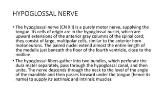 HYPOGLOSSAL NERVE
• The hypoglossal nerve (CN XII) is a purely motor nerve, supplying the
tongue. Its cells of origin are in the hypoglossal nuclei, which are
upward extensions of the anterior gray columns of the spinal cord;
they consist of large, multipolar cells, similar to the anterior horn
motoneurons. The paired nuclei extend almost the entire length of
the medulla just beneath the floor of the fourth ventricle, close to the
midline
• The hypoglossal fibers gather into two bundles, which perforate the
dura mater separately, pass through the hypoglossal canal, and then
unite. The nerve descends through the neck to the level of the angle
of the mandible and then passes forward under the tongue (hence its
name) to supply its extrinsic and intrinsic muscles
 