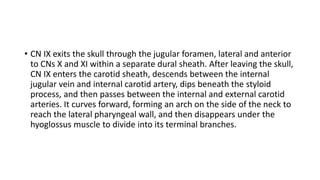 • CN IX exits the skull through the jugular foramen, lateral and anterior
to CNs X and XI within a separate dural sheath. After leaving the skull,
CN IX enters the carotid sheath, descends between the internal
jugular vein and internal carotid artery, dips beneath the styloid
process, and then passes between the internal and external carotid
arteries. It curves forward, forming an arch on the side of the neck to
reach the lateral pharyngeal wall, and then disappears under the
hyoglossus muscle to divide into its terminal branches.
 