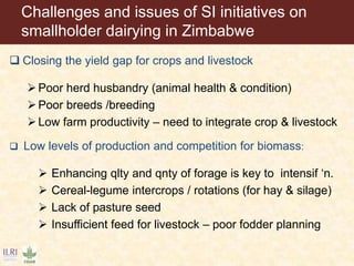 Application of the principles of Sustainable Intensification (SI) on smallholder dairy farming in Eastern and Southern Africa