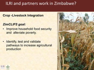 Application of the principles of Sustainable Intensification (SI) on smallholder dairy farming in Eastern and Southern Africa