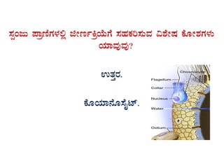 ¸ÀàAdÄ ¥ÁætÂUÀÀ¼À°è fÃtðQæAiÉÄUÉ ¸ÀºÀPÀj¸ÀÄªÀ «±ÉÃµÀ PÉÆÃ±ÀUÀ¼ÀÄ
AiÀiÁªÀÅªÀÅ?
GvÀÛgÀ.
PÉÆAiÀiÁ£ÉÆ¸ÉÊmï.
 