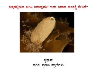 avÀæzÀ°ègÀÄªÀ fÃ« AiÀiÁªÀÅzÀÄ? EzÀÄ AiÀiÁªÀ ªÀA±ÀPÉÌ ¸ÉÃjzÉ?
GvÀÛgÀ.
¸ÉÊPÁ£ï
ªÀA±À: ¸ÀàAdÄ ¥ÁætÂUÀ¼ÀÄ
 