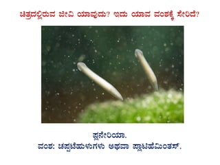 avÀæzÀ°ègÀÄªÀ fÃ« AiÀiÁªÀÅzÀÄ? EzÀÄ AiÀiÁªÀ ªÀA±ÀPÉÌ ¸ÉÃjzÉ?
GvÀÛgÀ.
¥Àè£ÉÃjAiÀiÁ.
ªÀA±À: ZÀ¥ÀàmÉºÀÄ¼ÀÄUÀ¼ÀÄ CxÀªÁ ¥ÁènºÉ«ÄAvÀ¸ï.
 