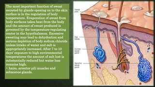 Integumentary system .ppsx