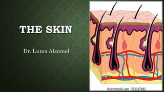 THE SKIN
Dr. Luma Alzamel
 