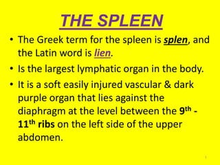 THE SPLEEN
• The Greek term for the spleen is splen, and
the Latin word is lien.
• Is the largest lymphatic organ in the body.
• It is a soft easily injured vascular & dark
purple organ that lies against the
diaphragm at the level between the 9th -
11th ribs on the left side of the upper
abdomen.
1
 