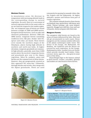 NATURAL VEGETATION AND WILDLIFE 47
Figure 5.7 : Mangrove Forests
Montane Forests
In mountainous areas, the decrease in
temperature with increasing altitude leads to
the corresponding change in natural
vegetation. As such, there is a succession of
natural vegetation belts in the same order as
we see from the tropical to the tundra region.
The wet temperate type of forests are found
between a height of 1000 and 2000 metres.
Evergreen broad-leaf trees, such as oaks and
chestnuts predominate. Between 1500 and
3000 metres, temperate forests containing
coniferous trees, like pine, deodar, silver fir,
spruce and cedar, are found. These forests
cover mostly the southern slopes of the
Himalayas, places having high altitude in
southern and north-east India. At higher
elevations, temperate grasslands are common.
At high altitudes, generally, more than 3,600
metres above the sea level, temperate forests
and grasslands give way to the Alpine
vegetation. Silver fir, junipers, pines and
birches are the common trees of these forests.
However, they get progressively stunted as
they approach the snow-line. Ultimately,
through shrubs and scrubs, they merge into
the Alpine grasslands. These are used
extensively for grazing by nomadic tribes, like
the Gujjars and the Bakarwals. At higher
altitudes, mosses and lichens form part of
tundra vegetation.
The common animals found in these forests
are Kashmir stag, spotted dear, wild sheep, jack
rabbit, Tibetan antelope, yak, snow leopard,
squirrels, Shaggy horn wild ibex, bear and rare
red panda, sheep and goats with thick hair.
Mangrove Forests
The mangrove tidal forests are found in the
areas of coasts influenced by tides. Mud and
silt get accumutated on such coasts. Dense
mangroves are the common varieties with roots
of the plants submerged under water. The
deltas of the Ganga, the Mahanadi, the
Krishna, the Godavari and the Kaveri are
covered by such vegetation. In the Ganga-
Brahmaputra delta, sundari trees are found,
which provide durable hard timber. Palm,
coconut, keora, agar, etc., also grow in some
parts of the delta.
Royal Bengal Tiger is the famous animal
in these forests. Turtles, crocodiles, gharials
and snakes are also found in these forests.
Figure 5.6 : Montane Forests
Let us discuss : What will happen if plants and
animals disappear from the earth’s surface? Can
the human beings survive under such a situation?
Why is biodiversity necessary and why should it be
conserved?
 