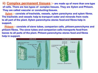 9 th std tissue lesson | DOCX