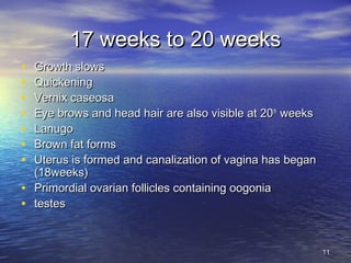 17 weeks to 20 weeks17 weeks to 20 weeks
• Growth slowsGrowth slows
• QuickeningQuickening
• Vernix caseosaVernix caseosa
• Eye brows and head hair are also visible at 20Eye brows and head hair are also visible at 20thth
weeksweeks
• LanugoLanugo
• Brown fat formsBrown fat forms
• Uterus is formed and canalization of vagina has beganUterus is formed and canalization of vagina has began
(18weeks)(18weeks)
• Primordial ovarian follicles containing oogoniaPrimordial ovarian follicles containing oogonia
• testestestes
1111
 