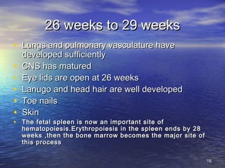 26 weeks to 29 weeks26 weeks to 29 weeks
• Lungs and pulmonary vasculature haveLungs and pulmonary vasculature have
developed sufficientlydeveloped sufficiently
• CNS has maturedCNS has matured
• Eye lids are open at 26 weeksEye lids are open at 26 weeks
• Lanugo and head hair are well developedLanugo and head hair are well developed
• Toe nailsToe nails
• SkinSkin
• The fetal spleen is now an important site ofThe fetal spleen is now an important site of
hematopoiesis.Erythropoiesis in the spleen ends by 28hematopoiesis.Erythropoiesis in the spleen ends by 28
weeks ,then the bone marrow becomes the major site ofweeks ,then the bone marrow becomes the major site of
this processthis process
1818
 