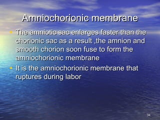 Amniochorionic membraneAmniochorionic membrane
• The amniotic sac enlarges faster than theThe amniotic sac enlarges faster than the
chorionic sac as a result ,the amnion andchorionic sac as a result ,the amnion and
smooth chorion soon fuse to form thesmooth chorion soon fuse to form the
amniochorionic membraneamniochorionic membrane
• It is the amniochorionic membrane thatIt is the amniochorionic membrane that
ruptures during laborruptures during labor
3434
 