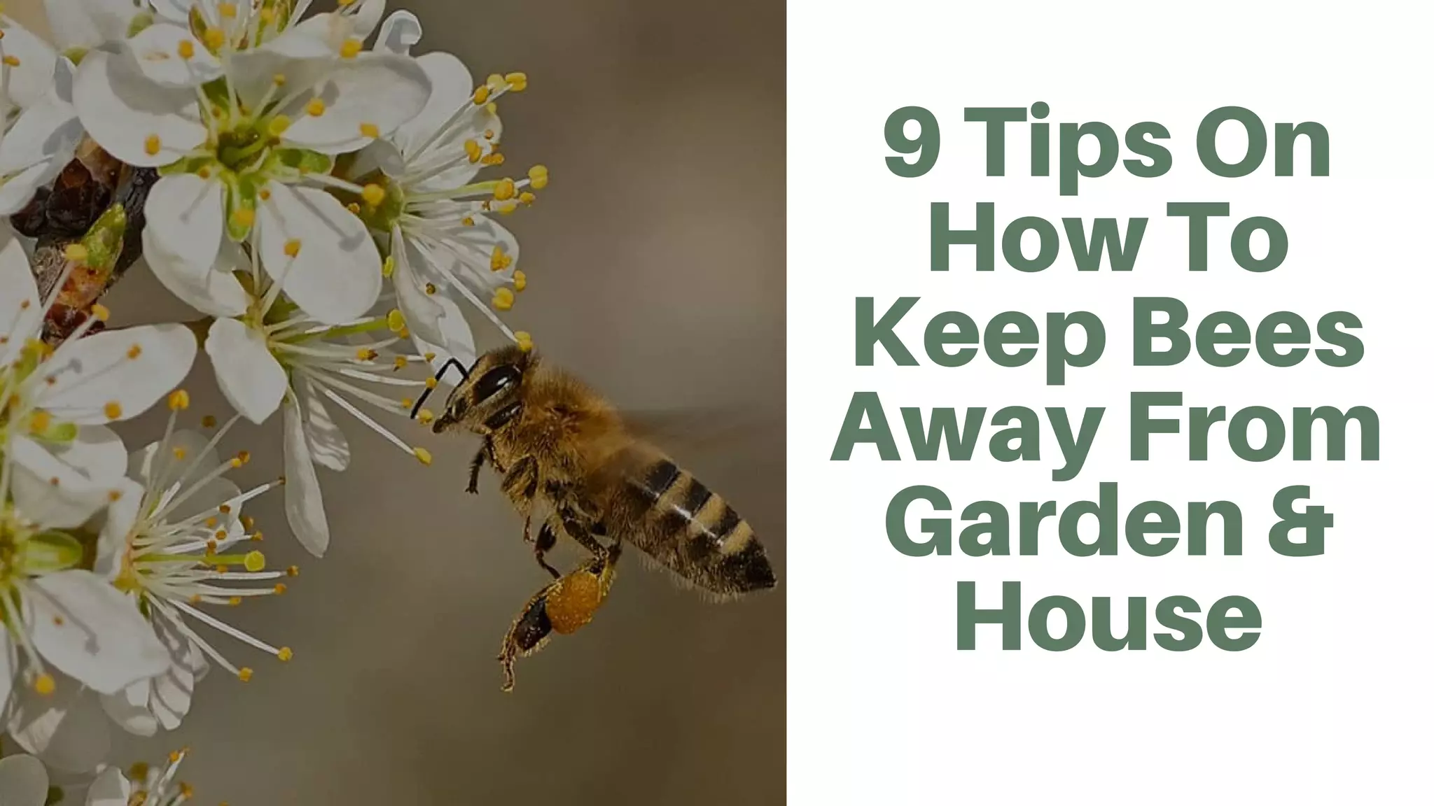 9 tips on how to keep bees away from garden &house PPT