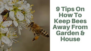 9 Tips On
How To
Keep Bees
Away From
Garden &
House
 