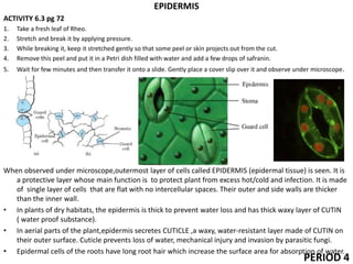 EPIDERMIS
ACTIVITY 6.3 pg 72
1. Take a fresh leaf of Rheo.
2. Stretch and break it by applying pressure.
3. While breaking it, keep it stretched gently so that some peel or skin projects out from the cut.
4. Remove this peel and put it in a Petri dish filled with water and add a few drops of safranin.
5. Wait for few minutes and then transfer it onto a slide. Gently place a cover slip over it and observe under microscope.
When observed under microscope,outermost layer of cells called EPIDERMIS (epidermal tissue) is seen. It is
a protective layer whose main function is to protect plant from excess hot/cold and infection. It is made
of single layer of cells that are flat with no intercellular spaces. Their outer and side walls are thicker
than the inner wall.
• In plants of dry habitats, the epidermis is thick to prevent water loss and has thick waxy layer of CUTIN
( water proof substance).
• In aerial parts of the plant,epidermis secretes CUTICLE ,a waxy, water-resistant layer made of CUTIN on
their outer surface. Cuticle prevents loss of water, mechanical injury and invasion by parasitic fungi.
• Epidermal cells of the roots have long root hair which increase the surface area for absorption of water.
PERIOD 4
 
