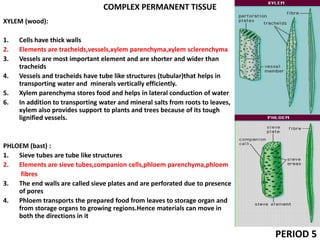 COMPLEX PERMANENT TISSUE
XYLEM (wood):
1. Cells have thick walls
2. Elements are tracheids,vessels,xylem parenchyma,xylem sclerenchyma
3. Vessels are most important element and are shorter and wider than
tracheids
4. Vessels and tracheids have tube like structures (tubular)that helps in
transporting water and minerals vertically efficiently.
5. Xylem parenchyma stores food and helps in lateral conduction of water
6. In addition to transporting water and mineral salts from roots to leaves,
xylem also provides support to plants and trees because of its tough
lignified vessels.
PHLOEM (bast) :
1. Sieve tubes are tube like structures
2. Elements are sieve tubes,companion cells,phloem parenchyma,phloem
fibres
3. The end walls are called sieve plates and are perforated due to presence
of pores
4. Phloem transports the prepared food from leaves to storage organ and
from storage organs to growing regions.Hence materials can move in
both the directions in it
PERIOD 5
 