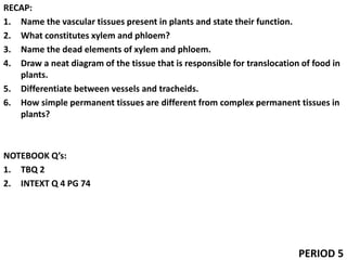 RECAP:
1. Name the vascular tissues present in plants and state their function.
2. What constitutes xylem and phloem?
3. Name the dead elements of xylem and phloem.
4. Draw a neat diagram of the tissue that is responsible for translocation of food in
plants.
5. Differentiate between vessels and tracheids.
6. How simple permanent tissues are different from complex permanent tissues in
plants?
NOTEBOOK Q’s:
1. TBQ 2
2. INTEXT Q 4 PG 74
PERIOD 5
 
