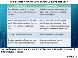 ARE PLANTS AND ANIMALS MADE OF SAME TISSUES?
Due to difference in structure and function of plants and animals,they are made of
different types of tissues.
PERIOD 1
 