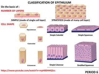 CLASSIFICATION OF EPITHILIUM
On the basis of :
NUMBER OF LAYERS
SIMPLE (made of single cell layer) STRATIFIED (made of many cell layer)
CELL SHAPE
https://www.youtube.com/watch?v=mpH0DHHQ2cs
PERIOD 6
 