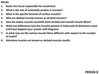 RECAP:
1. Name the tissue responsible for movement.
2. What is the role of contractile protein in muscles?
3. What is the specific function of cardiac muscles?
4. Why are skeletal muscles known as striated muscles?
5. How do cardiac muscles resemble both striated and smooth muscle fibres?
6. Write two differences b/w the muscles present in limbs,wall of alimentary canal
and heart.Support your answer with diagrams.
7. In what way are the various muscle fibres different with respect to the number
of nuclei?
8. Voluntary muscles are known as skeletal muscles.Justify.
PERIOD 8
 