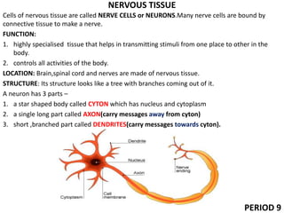 NERVOUS TISSUE
Cells of nervous tissue are called NERVE CELLS or NEURONS.Many nerve cells are bound by
connective tissue to make a nerve.
FUNCTION:
1. highly specialised tissue that helps in transmitting stimuli from one place to other in the
body.
2. controls all activities of the body.
LOCATION: Brain,spinal cord and nerves are made of nervous tissue.
STRUCTURE: Its structure looks like a tree with branches coming out of it.
A neuron has 3 parts –
1. a star shaped body called CYTON which has nucleus and cytoplasm
2. a single long part called AXON(carry messages away from cyton)
3. short ,branched part called DENDRITES(carry messages towards cyton).
PERIOD 9
 