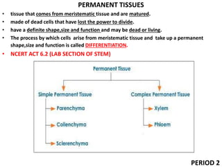 PERMANENT TISSUES
• tissue that comes from meristematic tissue and are matured.
• made of dead cells that have lost the power to divide.
• have a definite shape,size and function and may be dead or living.
• The process by which cells arise from meristematic tissue and take up a permanent
shape,size and function is called DIFFERENTIATION.
• NCERT ACT 6.2 (LAB SECTION OF STEM)
PERIOD 2
 