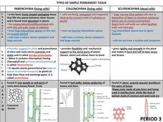 TYPES OF SIMPLE PERMANENT TISSUE
PARENCHYMA (living cells) COLLENCHYMA (living cells) SCLERENCHYMA (dead cells)
C
H
A
R
A
C
T
E
R
• is the basic (most simple) packaging tissue
that fills the spaces between other tissues
and is found most abundant in plants
• has unspecialised/undifferentiated cells
with thin cell walls made of cellulose
• have large intercellular spaces as the cells
are loosely packed
• cells have nucleus, dense cytoplasm and
large vacuole
• cells are living, elongated and irregularly
thick at the corners made of cellulose or
pectin
• have vey less/no intercellular spaces
• cells have a nucleus, dense cytoplasm
and large vacuole
• long, narrow thick walled cells due to
deposition of lignin (a chemical substance
which acts as cement and hardens
them).Such cell walls are called lignified
walls and have pits.
• no intercellular spaces due to lignin
deposits
• cells do not have a nucleus and cytoplasm
F
U
N
C
T
I
O
N
• Provides support to plant and parenchyma
of stem and roots stores nutrients and
water and is called storage parenchyma
• When it contains chloroplasts having
chlorophyll and performs photosynthesis,it
is called chlorenchyma
• In aquatic plants,parenchyma has large air
spaces to provide buoyancy to plants to
help them float and exchange gases ,it is
called aerenchyma.
• provides flexibility and mechanical
support to the aerial parts of plants
(leaves, stem) and allows them to bend
easily without breaking.
•Prevents tearing of leaves
• gives rigidity and strength to the plant
and makes it hard and tuff to bear stress
and strains
L
O
C
A
T
I
O
N
Found in non woody or soft parts of
roots,stem,leaves,flower ,fruits
Transverse
Section
Found in leaf stalks ,below epidermis of
leaves and stem
Found in stems ,around vascular bundles,in
the veins of leaves
Ropes,mats made of jute,linen and hemp
used in textiles,hard shells like that of
walnut ,husk of coconut and seed coat are
all formed of sclerenchyma cells
PERIOD 3
 