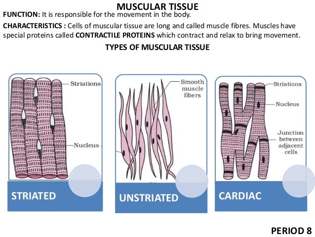 9 tissues ppt