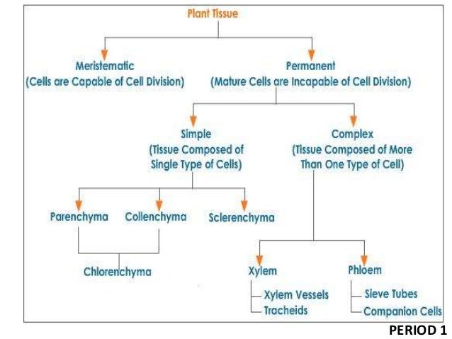 Complete The Following Chart Permanent Tissue 9 tissues ppt