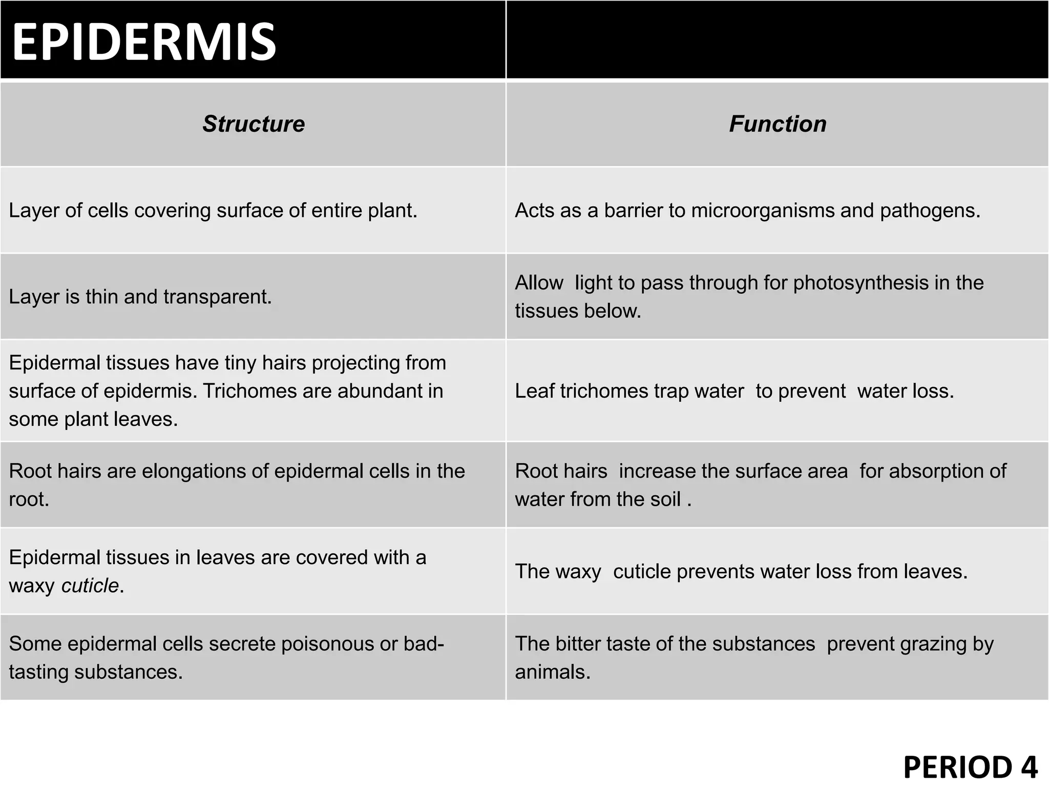 PERIOD 4
EPIDERMIS
Structure Function
Layer of cells covering surface of entire plant. Acts as a barrier to microorganisms and pathogens.
Layer is thin and transparent.
Allow light to pass through for photosynthesis in the
tissues below.
Epidermal tissues have tiny hairs projecting from
surface of epidermis. Trichomes are abundant in
some plant leaves.
Leaf trichomes trap water to prevent water loss.
Root hairs are elongations of epidermal cells in the
root.
Root hairs increase the surface area for absorption of
water from the soil .
Epidermal tissues in leaves are covered with a
waxy cuticle.
The waxy cuticle prevents water loss from leaves.
Some epidermal cells secrete poisonous or bad-
tasting substances.
The bitter taste of the substances prevent grazing by
animals.
 