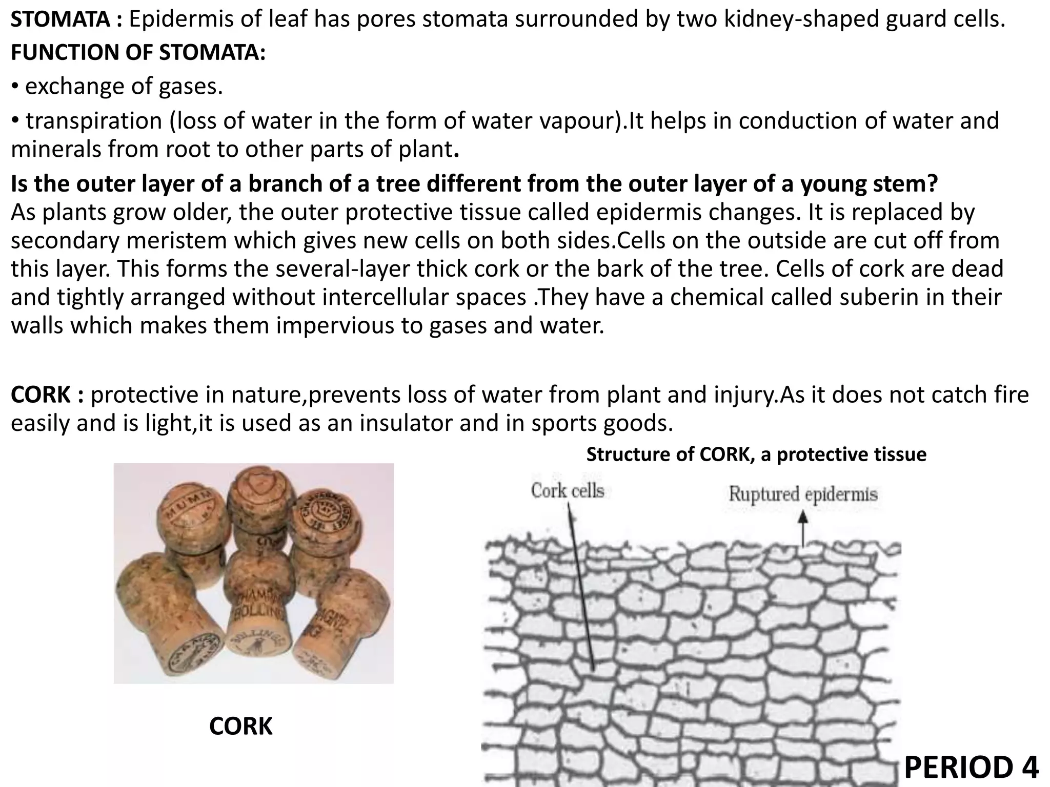 STOMATA : Epidermis of leaf has pores stomata surrounded by two kidney-shaped guard cells.
FUNCTION OF STOMATA:
• exchange of gases.
• transpiration (loss of water in the form of water vapour).It helps in conduction of water and
minerals from root to other parts of plant.
Is the outer layer of a branch of a tree different from the outer layer of a young stem?
As plants grow older, the outer protective tissue called epidermis changes. It is replaced by
secondary meristem which gives new cells on both sides.Cells on the outside are cut off from
this layer. This forms the several-layer thick cork or the bark of the tree. Cells of cork are dead
and tightly arranged without intercellular spaces .They have a chemical called suberin in their
walls which makes them impervious to gases and water.
CORK : protective in nature,prevents loss of water from plant and injury.As it does not catch fire
easily and is light,it is used as an insulator and in sports goods.
Structure of CORK, a protective tissue
CORK
PERIOD 4
 