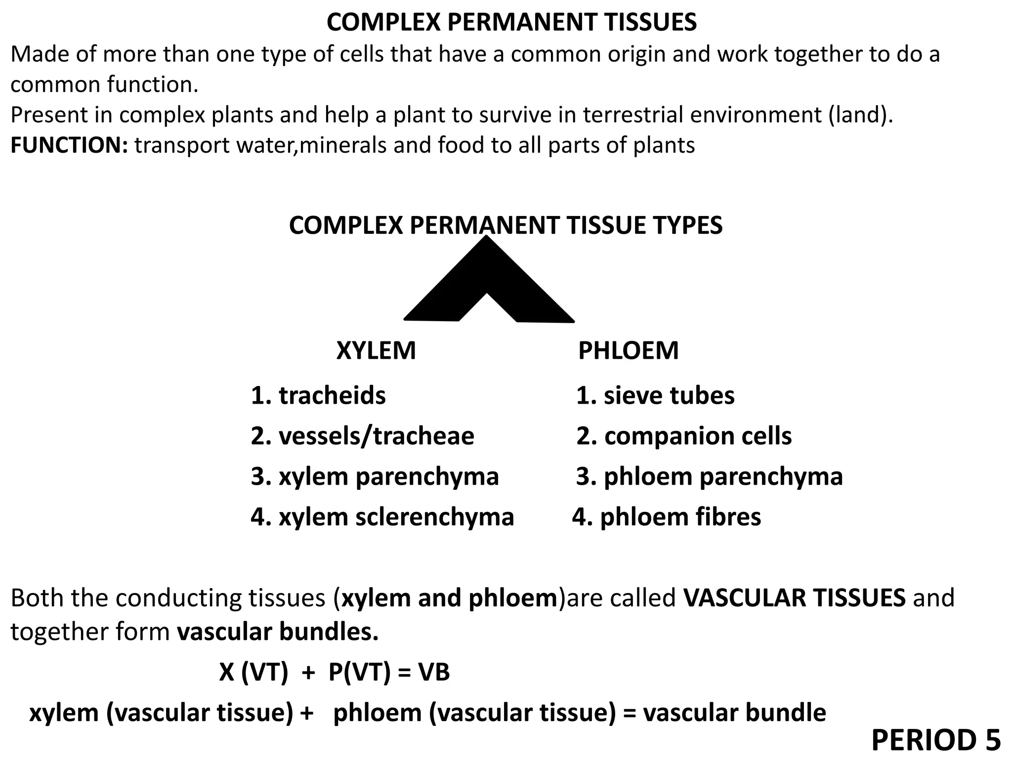 COMPLEX PERMANENT TISSUES
Made of more than one type of cells that have a common origin and work together to do a
common function.
Present in complex plants and help a plant to survive in terrestrial environment (land).
FUNCTION: transport water,minerals and food to all parts of plants
COMPLEX PERMANENT TISSUE TYPES
XYLEM PHLOEM
1. tracheids 1. sieve tubes
2. vessels/tracheae 2. companion cells
3. xylem parenchyma 3. phloem parenchyma
4. xylem sclerenchyma 4. phloem fibres
Both the conducting tissues (xylem and phloem)are called VASCULAR TISSUES and
together form vascular bundles.
X (VT) + P(VT) = VB
xylem (vascular tissue) + phloem (vascular tissue) = vascular bundle
PERIOD 5
 