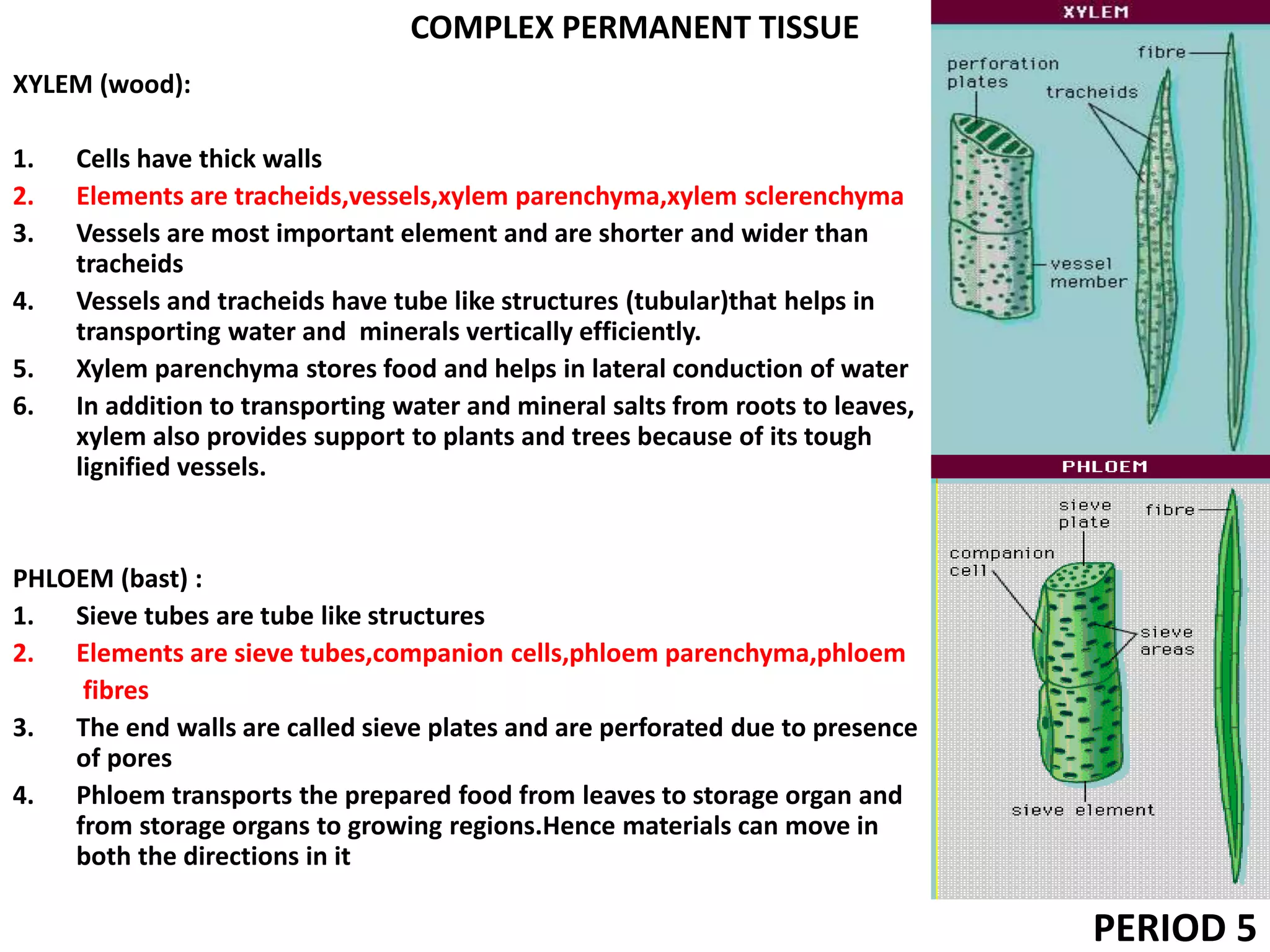 COMPLEX PERMANENT TISSUE
XYLEM (wood):
1. Cells have thick walls
2. Elements are tracheids,vessels,xylem parenchyma,xylem sclerenchyma
3. Vessels are most important element and are shorter and wider than
tracheids
4. Vessels and tracheids have tube like structures (tubular)that helps in
transporting water and minerals vertically efficiently.
5. Xylem parenchyma stores food and helps in lateral conduction of water
6. In addition to transporting water and mineral salts from roots to leaves,
xylem also provides support to plants and trees because of its tough
lignified vessels.
PHLOEM (bast) :
1. Sieve tubes are tube like structures
2. Elements are sieve tubes,companion cells,phloem parenchyma,phloem
fibres
3. The end walls are called sieve plates and are perforated due to presence
of pores
4. Phloem transports the prepared food from leaves to storage organ and
from storage organs to growing regions.Hence materials can move in
both the directions in it
PERIOD 5
 