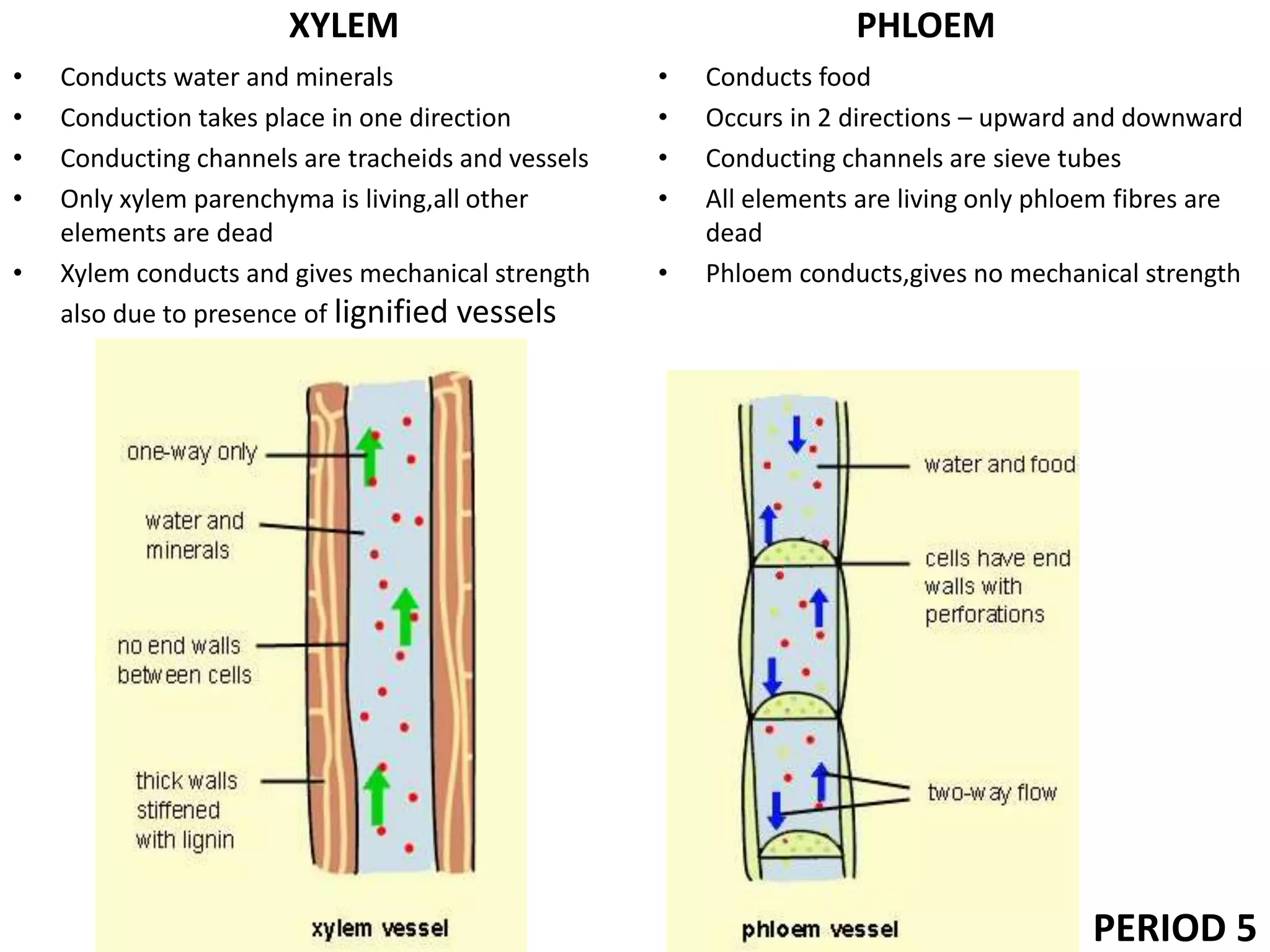 XYLEM
• Conducts water and minerals
• Conduction takes place in one direction
• Conducting channels are tracheids and vessels
• Only xylem parenchyma is living,all other
elements are dead
• Xylem conducts and gives mechanical strength
also due to presence of lignified vessels
PHLOEM
• Conducts food
• Occurs in 2 directions – upward and downward
• Conducting channels are sieve tubes
• All elements are living only phloem fibres are
dead
• Phloem conducts,gives no mechanical strength
PERIOD 5
 