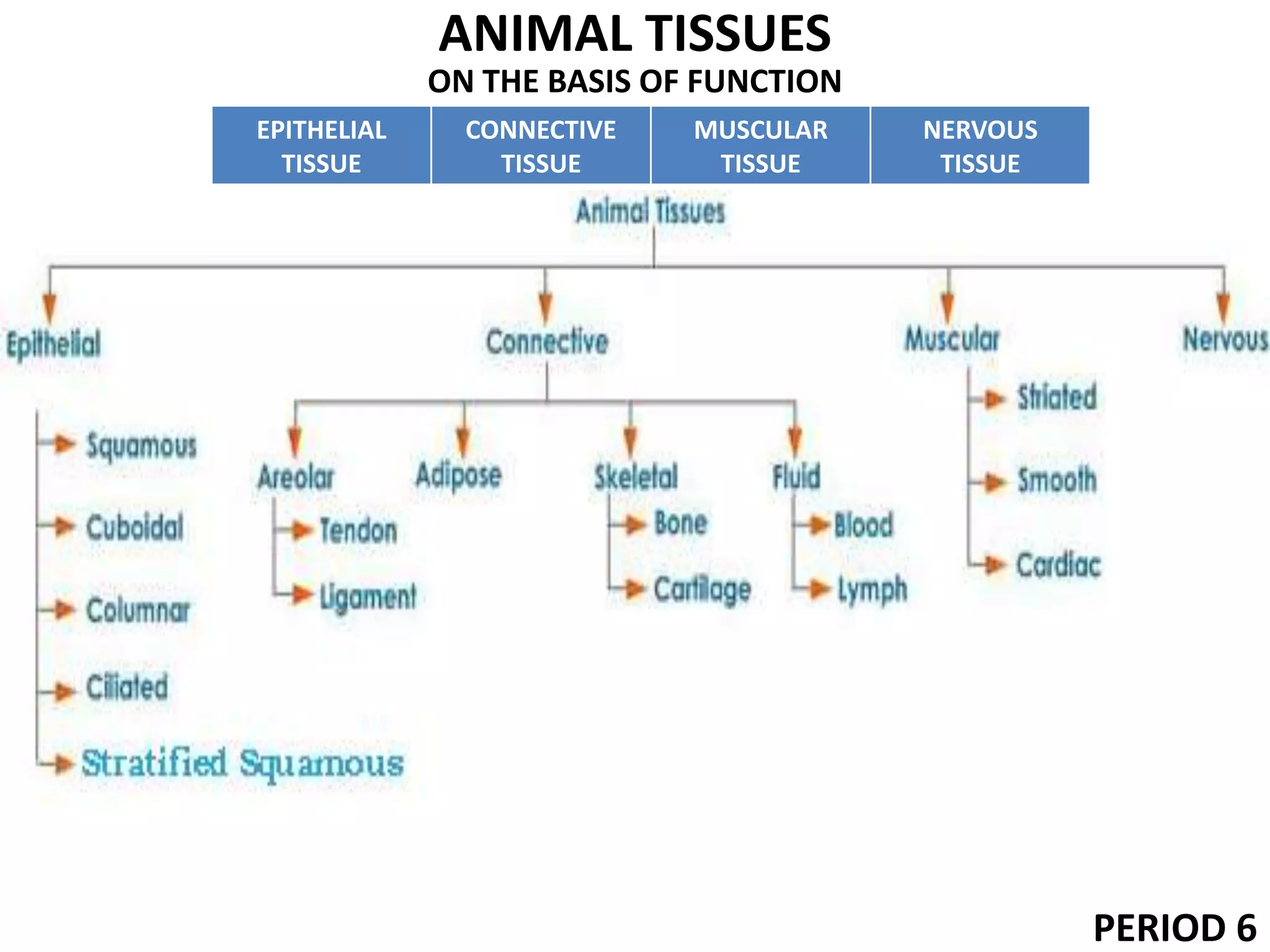 ANIMAL TISSUES
ON THE BASIS OF FUNCTION
PERIOD 6
EPITHELIAL
TISSUE
CONNECTIVE
TISSUE
MUSCULAR
TISSUE
NERVOUS
TISSUE
 