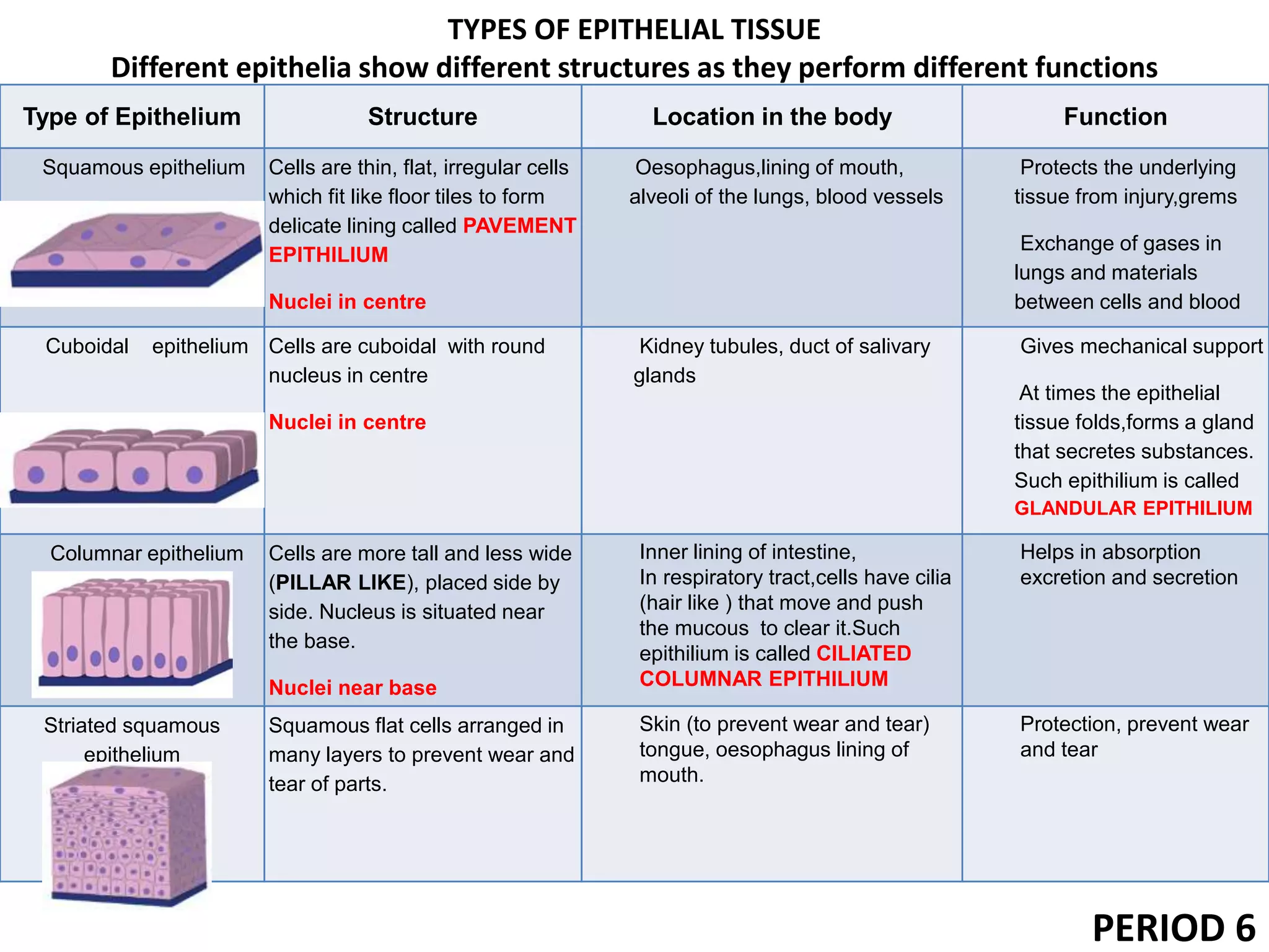 TYPES OF EPITHELIAL TISSUE
Different epithelia show different structures as they perform different functions
PERIOD 6
Type of Epithelium Structure Location in the body Function
Squamous epithelium Cells are thin, flat, irregular cells
which fit like floor tiles to form
delicate lining called PAVEMENT
EPITHILIUM
Nuclei in centre
Oesophagus,lining of mouth,
alveoli of the lungs, blood vessels
Protects the underlying
tissue from injury,grems
Exchange of gases in
lungs and materials
between cells and blood
Cuboidal epithelium Cells are cuboidal with round
nucleus in centre
Nuclei in centre
Kidney tubules, duct of salivary
glands
Gives mechanical support
At times the epithelial
tissue folds,forms a gland
that secretes substances.
Such epithilium is called
GLANDULAR EPITHILIUM
Columnar epithelium Cells are more tall and less wide
(PILLAR LIKE), placed side by
side. Nucleus is situated near
the base.
Nuclei near base
Inner lining of intestine,
In respiratory tract,cells have cilia
(hair like ) that move and push
the mucous to clear it.Such
epithilium is called CILIATED
COLUMNAR EPITHILIUM
Helps in absorption
excretion and secretion
Striated squamous
epithelium
Squamous flat cells arranged in
many layers to prevent wear and
tear of parts.
Skin (to prevent wear and tear)
tongue, oesophagus lining of
mouth.
Protection, prevent wear
and tear
 