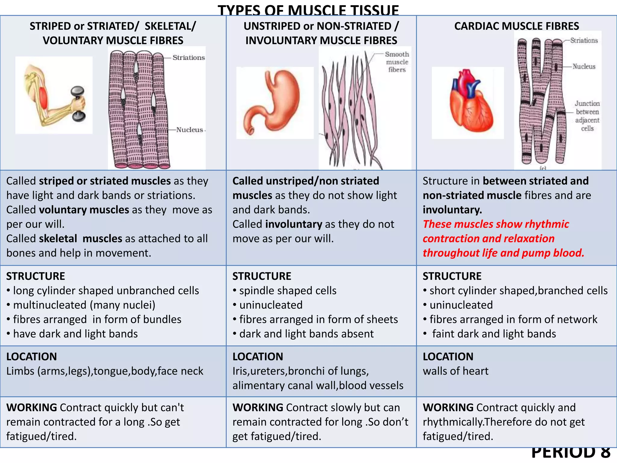 TYPES OF MUSCLE TISSUE
PERIOD 8
STRIPED or STRIATED/ SKELETAL/
VOLUNTARY MUSCLE FIBRES
UNSTRIPED or NON-STRIATED /
INVOLUNTARY MUSCLE FIBRES
CARDIAC MUSCLE FIBRES
Called striped or striated muscles as they
have light and dark bands or striations.
Called voluntary muscles as they move as
per our will.
Called skeletal muscles as attached to all
bones and help in movement.
Called unstriped/non striated
muscles as they do not show light
and dark bands.
Called involuntary as they do not
move as per our will.
Structure in between striated and
non-striated muscle fibres and are
involuntary.
These muscles show rhythmic
contraction and relaxation
throughout life and pump blood.
STRUCTURE
• long cylinder shaped unbranched cells
• multinucleated (many nuclei)
• fibres arranged in form of bundles
• have dark and light bands
STRUCTURE
• spindle shaped cells
• uninucleated
• fibres arranged in form of sheets
• dark and light bands absent
STRUCTURE
• short cylinder shaped,branched cells
• uninucleated
• fibres arranged in form of network
• faint dark and light bands
LOCATION
Limbs (arms,legs),tongue,body,face neck
LOCATION
Iris,ureters,bronchi of lungs,
alimentary canal wall,blood vessels
LOCATION
walls of heart
WORKING Contract quickly but can't
remain contracted for a long .So get
fatigued/tired.
WORKING Contract slowly but can
remain contracted for long .So don’t
get fatigued/tired.
WORKING Contract quickly and
rhythmically.Therefore do not get
fatigued/tired.
 