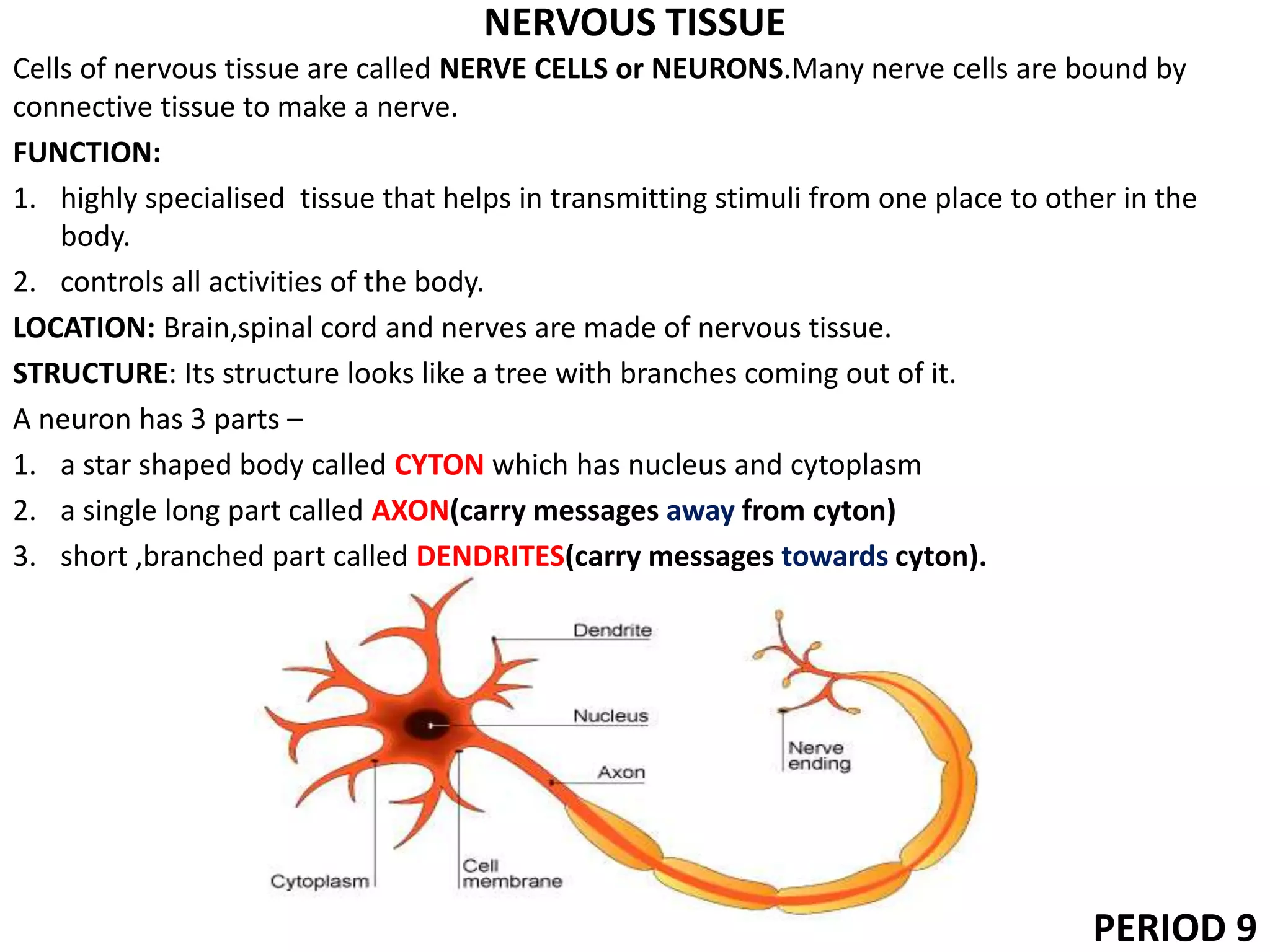 NERVOUS TISSUE
Cells of nervous tissue are called NERVE CELLS or NEURONS.Many nerve cells are bound by
connective tissue to make a nerve.
FUNCTION:
1. highly specialised tissue that helps in transmitting stimuli from one place to other in the
body.
2. controls all activities of the body.
LOCATION: Brain,spinal cord and nerves are made of nervous tissue.
STRUCTURE: Its structure looks like a tree with branches coming out of it.
A neuron has 3 parts –
1. a star shaped body called CYTON which has nucleus and cytoplasm
2. a single long part called AXON(carry messages away from cyton)
3. short ,branched part called DENDRITES(carry messages towards cyton).
PERIOD 9
 