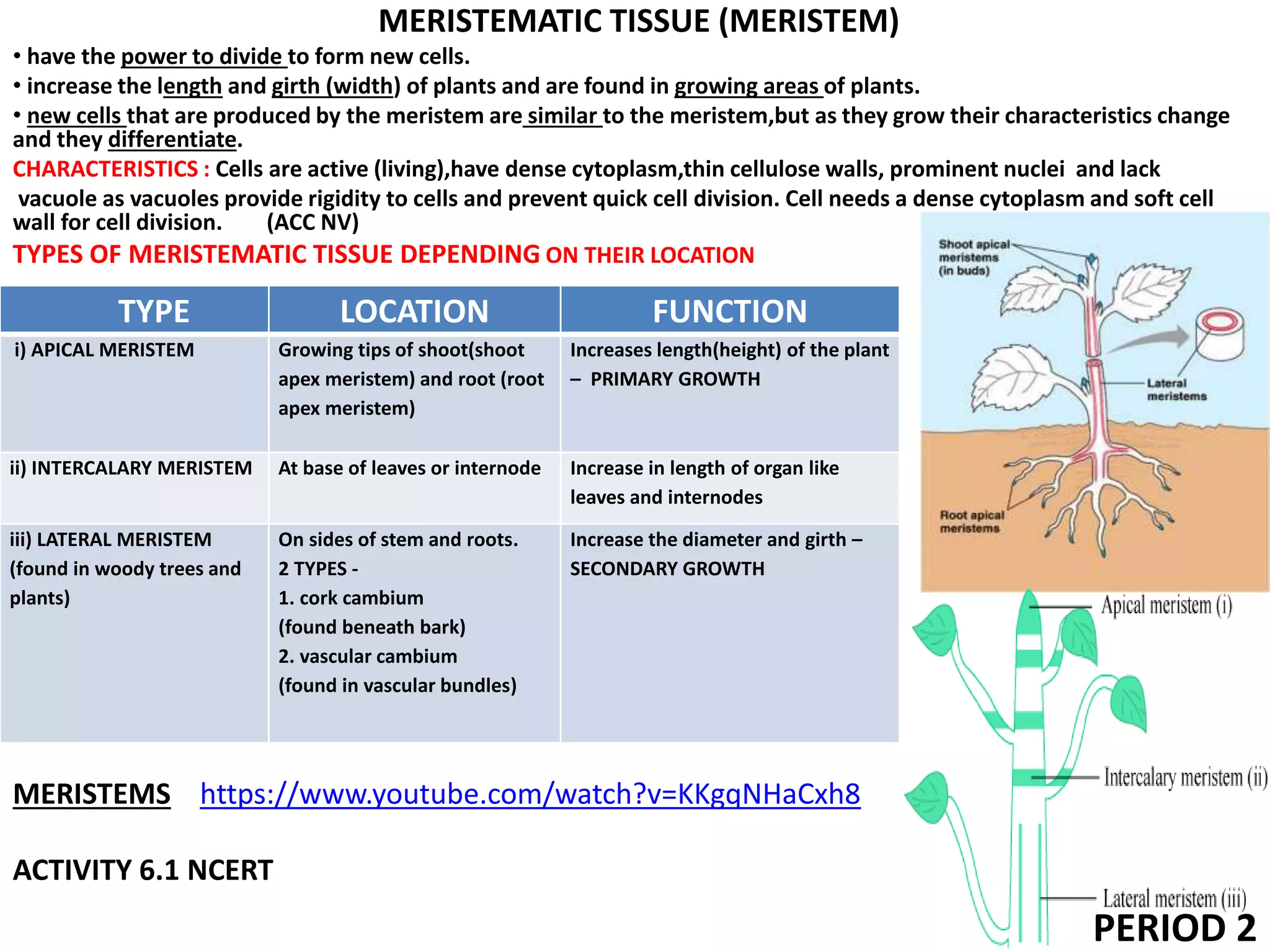 MERISTEMATIC TISSUE (MERISTEM)
• have the power to divide to form new cells.
• increase the length and girth (width) of plants and are found in growing areas of plants.
• new cells that are produced by the meristem are similar to the meristem,but as they grow their characteristics change
and they differentiate.
CHARACTERISTICS : Cells are active (living),have dense cytoplasm,thin cellulose walls, prominent nuclei and lack
vacuole as vacuoles provide rigidity to cells and prevent quick cell division. Cell needs a dense cytoplasm and soft cell
wall for cell division. (ACC NV)
TYPES OF MERISTEMATIC TISSUE DEPENDING ON THEIR LOCATION
MERISTEMS https://www.youtube.com/watch?v=KKgqNHaCxh8
ACTIVITY 6.1 NCERT
TYPE LOCATION FUNCTION
i) APICAL MERISTEM Growing tips of shoot(shoot
apex meristem) and root (root
apex meristem)
Increases length(height) of the plant
– PRIMARY GROWTH
ii) INTERCALARY MERISTEM At base of leaves or internode Increase in length of organ like
leaves and internodes
iii) LATERAL MERISTEM
(found in woody trees and
plants)
On sides of stem and roots.
2 TYPES -
1. cork cambium
(found beneath bark)
2. vascular cambium
(found in vascular bundles)
Increase the diameter and girth –
SECONDARY GROWTH
PERIOD 2
 