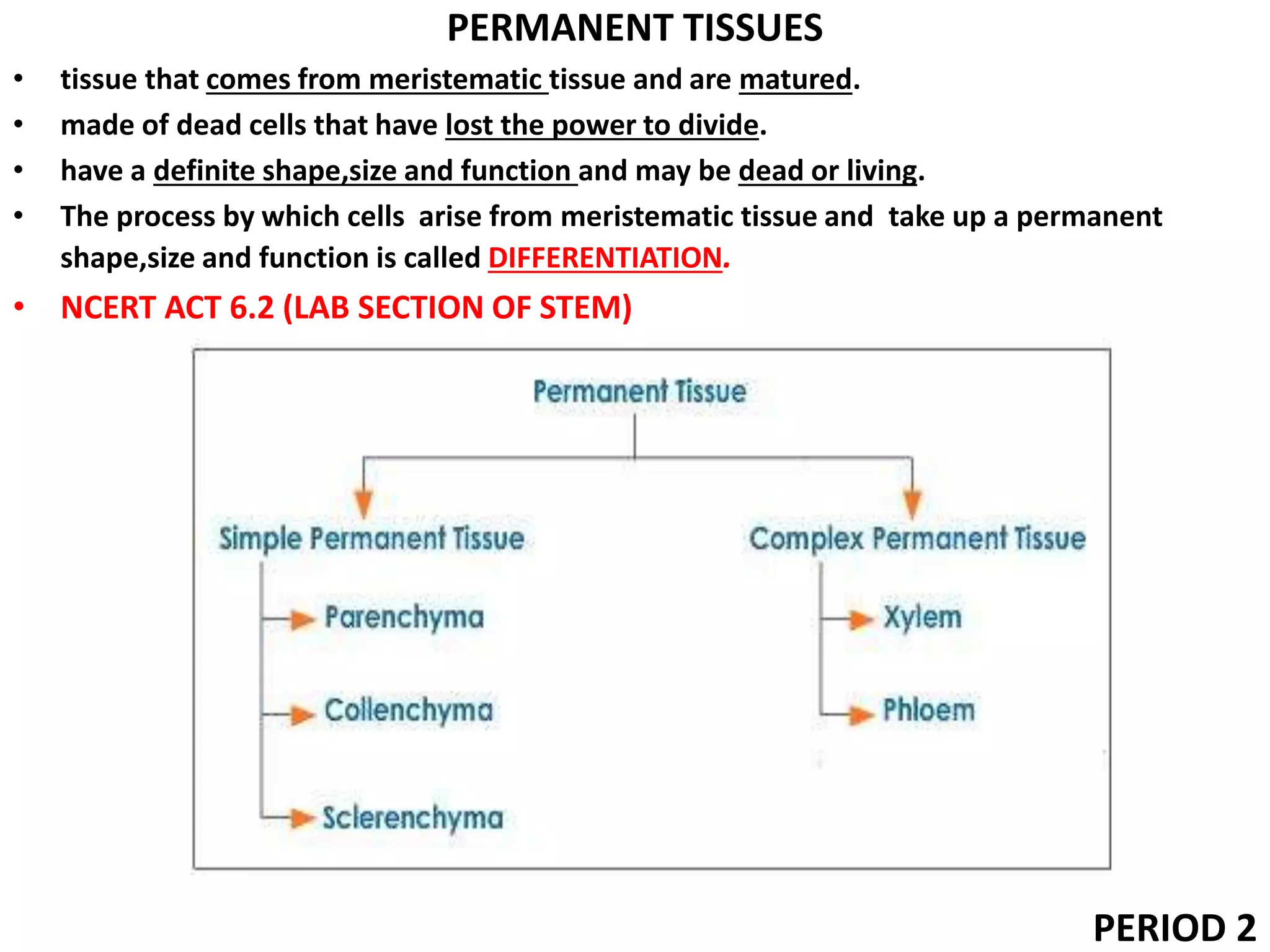 PERMANENT TISSUES
• tissue that comes from meristematic tissue and are matured.
• made of dead cells that have lost the power to divide.
• have a definite shape,size and function and may be dead or living.
• The process by which cells arise from meristematic tissue and take up a permanent
shape,size and function is called DIFFERENTIATION.
• NCERT ACT 6.2 (LAB SECTION OF STEM)
PERIOD 2
 