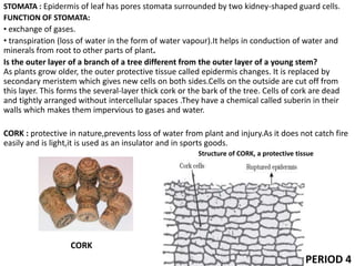 STOMATA : Epidermis of leaf has pores stomata surrounded by two kidney-shaped guard cells.
FUNCTION OF STOMATA:
• exchange of gases.
• transpiration (loss of water in the form of water vapour).It helps in conduction of water and
minerals from root to other parts of plant.
Is the outer layer of a branch of a tree different from the outer layer of a young stem?
As plants grow older, the outer protective tissue called epidermis changes. It is replaced by
secondary meristem which gives new cells on both sides.Cells on the outside are cut off from
this layer. This forms the several-layer thick cork or the bark of the tree. Cells of cork are dead
and tightly arranged without intercellular spaces .They have a chemical called suberin in their
walls which makes them impervious to gases and water.
CORK : protective in nature,prevents loss of water from plant and injury.As it does not catch fire
easily and is light,it is used as an insulator and in sports goods.
Structure of CORK, a protective tissue
CORK
PERIOD 4
 