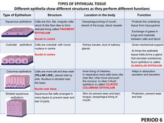 TYPES OF EPITHELIAL TISSUE
Different epithelia show different structures as they perform different functions
PERIOD 6
Type of Epithelium Structure Location in the body Function
Squamous epithelium Cells are thin, flat, irregular cells
which fit like floor tiles to form
delicate lining called PAVEMENT
EPITHILIUM
Nuclei in centre
Oesophagus,lining of mouth,
alveoli of the lungs, blood vessels
Protects the underlying
tissue from injury,grems
Exchange of gases in
lungs and materials
between cells and blood
Cuboidal epithelium Cells are cuboidal with round
nucleus in centre
Nuclei in centre
Kidney tubules, duct of salivary
glands
Gives mechanical support
At times the epithelial
tissue folds,forms a gland
that secretes substances.
Such epithilium is called
GLANDULAR EPITHILIUM
Columnar epithelium Cells are more tall and less wide
(PILLAR LIKE), placed side by
side. Nucleus is situated near
the base.
Nuclei near base
Inner lining of intestine,
In respiratory tract,cells have cilia
(hair like ) that move and push
the mucous to clear it.Such
epithilium is called CILIATED
COLUMNAR EPITHILIUM
Helps in absorption
excretion and secretion
Striated squamous
epithelium
Squamous flat cells arranged in
many layers to prevent wear and
tear of parts.
Skin (to prevent wear and tear)
tongue, oesophagus lining of
mouth.
Protection, prevent wear
and tear
 