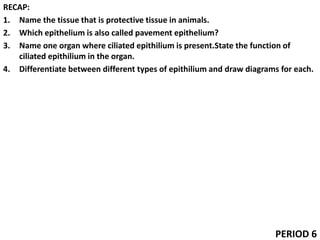 RECAP:
1. Name the tissue that is protective tissue in animals.
2. Which epithelium is also called pavement epithelium?
3. Name one organ where ciliated epithilium is present.State the function of
ciliated epithilium in the organ.
4. Differentiate between different types of epithilium and draw diagrams for each.
PERIOD 6
 