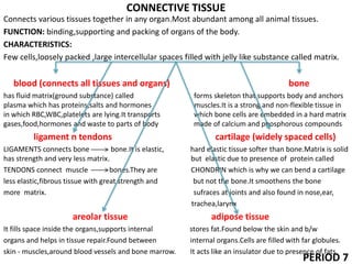 CONNECTIVE TISSUE
Connects various tissues together in any organ.Most abundant among all animal tissues.
FUNCTION: binding,supporting and packing of organs of the body.
CHARACTERISTICS:
Few cells,loosely packed ,large intercellular spaces filled with jelly like substance called matrix.
blood (connects all tissues and organs) bone
has fluid matrix(ground substance) called forms skeleton that supports body and anchors
plasma which has proteins,salts and hormones muscles.It is a strong and non-flexible tissue in
in which RBC,WBC,platelets are lying.It transports which bone cells are embedded in a hard matrix
gases,food,hormones and waste to parts of body made of calcium and phosphorous compounds
ligament n tendons cartilage (widely spaced cells)
LIGAMENTS connects bone bone.It is elastic, hard elastic tissue softer than bone.Matrix is solid
has strength and very less matrix. but elastic due to presence of protein called
TENDONS connect muscle bones.They are CHONDRIN which is why we can bend a cartilage
less elastic,fibrous tissue with great strength and but not the bone.It smoothens the bone
more matrix. sufraces at joints and also found in nose,ear,
trachea,larynx
areolar tissue adipose tissue
It fills space inside the organs,supports internal stores fat.Found below the skin and b/w
organs and helps in tissue repair.Found between internal organs.Cells are filled with far globules.
skin - muscles,around blood vessels and bone marrow. It acts like an insulator due to presence of fats.
PERIOD 7
 