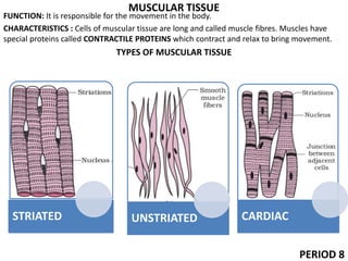 MUSCULAR TISSUE
FUNCTION: It is responsible for the movement in the body.
CHARACTERISTICS : Cells of muscular tissue are long and called muscle fibres. Muscles have
special proteins called CONTRACTILE PROTEINS which contract and relax to bring movement.
TYPES OF MUSCULAR TISSUE
PERIOD 8
STRIATED UNSTRIATED CARDIAC
 