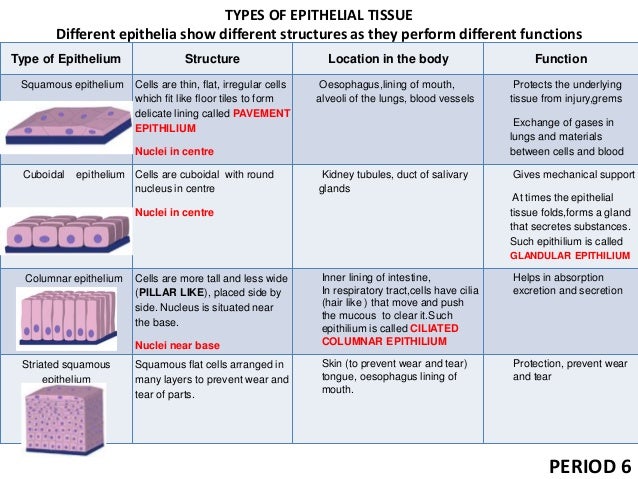 Tissue Types Chart