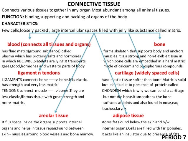 Tissues Class 9 ppt
