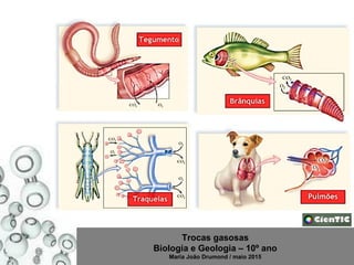 Trocas gasosas
Biologia e Geologia – 10º ano
Maria João Drumond / maio 2015
 