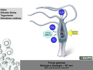 Trocas gasosas
Biologia e Geologia – 10º ano
Maria João Drumond / maio 2015
Hidra
Difusão Direta
Tegumento
Hematose cutânea
 