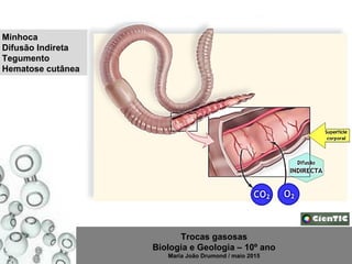 Trocas gasosas
Biologia e Geologia – 10º ano
Maria João Drumond / maio 2015
Minhoca
Difusão Indireta
Tegumento
Hematose cutânea
 